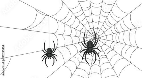 Two black spiders hang from thin silk threads on their intricate webs against a plain white background in a natural setting.