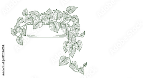 Lush green pothos houseplant with heart shaped leaves trailing from a white wall planter in detailed line art.