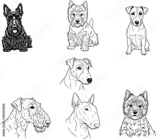 Collection of hand drawn sketches featuring various terrier dog breeds in black and white