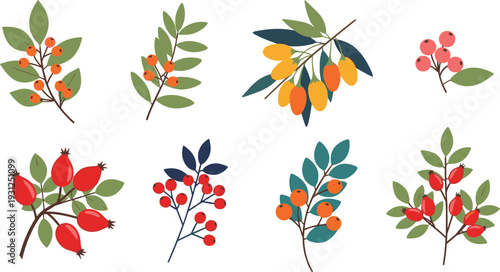 Colorful berry branches and fruit leaves collection isolated on white background botanical vector illustration set