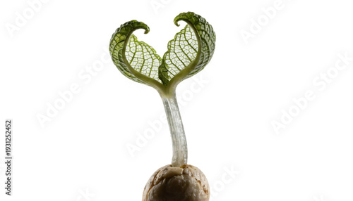 Delicate green sprout emerging from seed