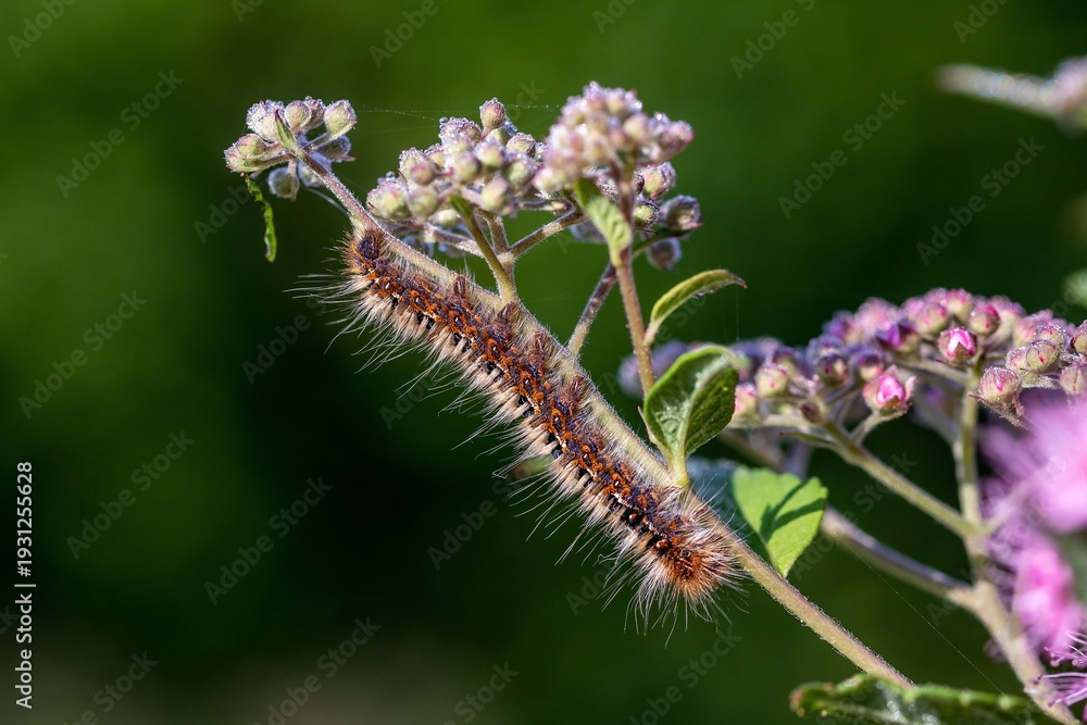 Fototapeta premium Hairy Caterpillar on Green Plant Stem