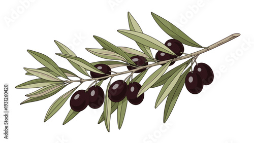 Detailed illustration of an olive branch with ripe black olives and green leaves is isolated on white background.