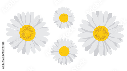 Four beautiful white daisy flowers with bright yellow centers are arranged on a clean white background area.