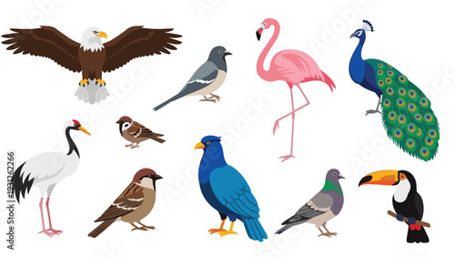 Diverse collection of realistic bird species illustrations, featuring a bald eagle, flamingo, peacock, crane, sparrow, pigeon, and toucan.