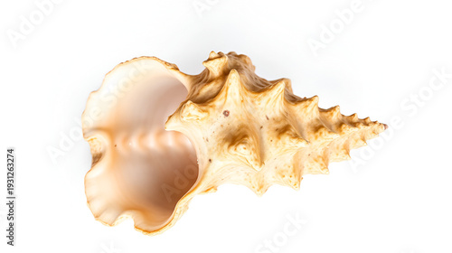 A murex mollusc sea shell  on white background