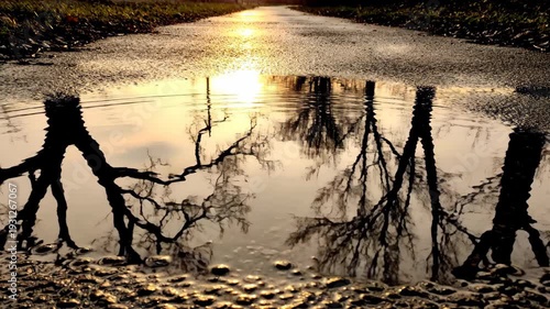 Puddle reflects golden sunset on wet path with ripples and bare trees