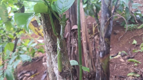 A healthy scion growing from the side of a coffee tree trunk. This successful side-grafting technique is used to diversify or improve the tree's fruit production.