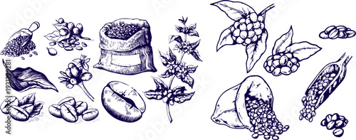 Coffee Bean Sketch Set with Bag, Leaves, and Flowers – Detailed Hand-Drawn Botanical Vector