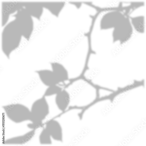 tree branch with leaves shadow effect with transparent background.