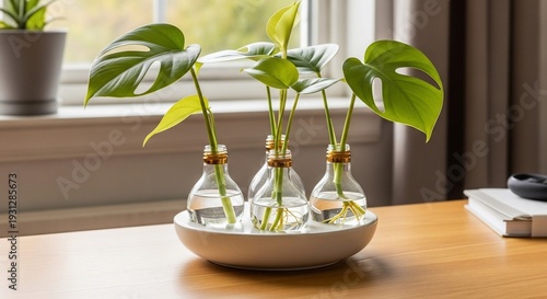 Monstera cuttings in bulb vases, propagating plants on wooden table near window