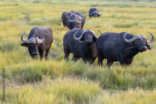 Herd of Cape Buffalo bison in tall grass in Amboseli National Park in the eastern African country of Kenya KEN