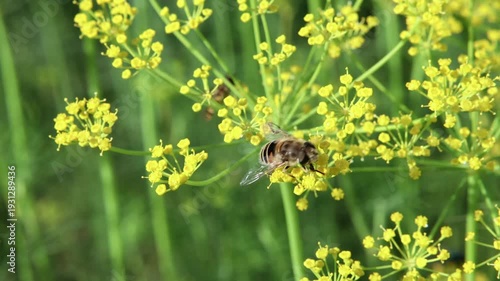 A bee on a blooming dill flower in the garden. 4k video