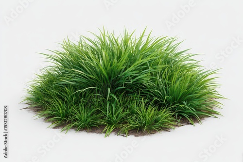 Lush Green Ornamental Grass on White Background Under Soft Lighting Landscape Element