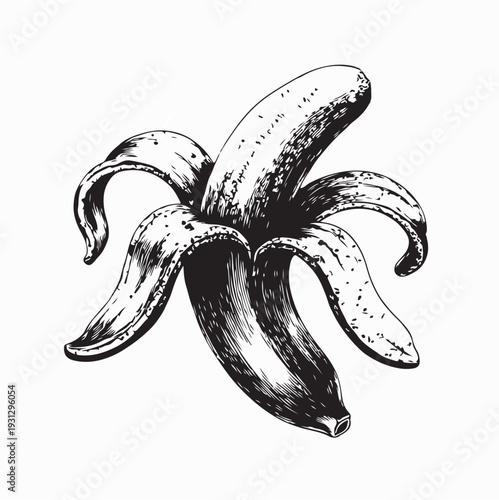 Peeled Banana Black and White Vector Illustration On White Background