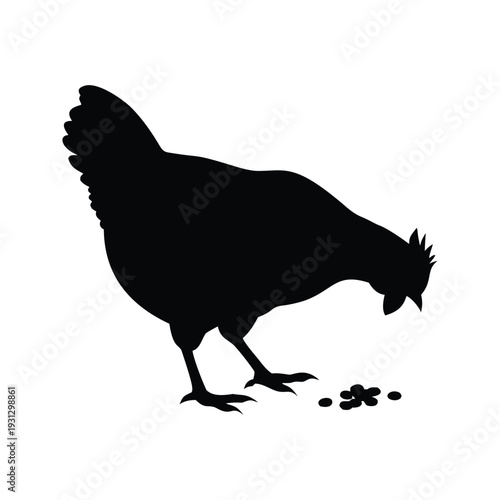 Chicken eating grains detailed feathers silhouette vector illustration, chicken pecking ground silhouette vector illustration