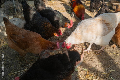 Chickens gathered together eating their food