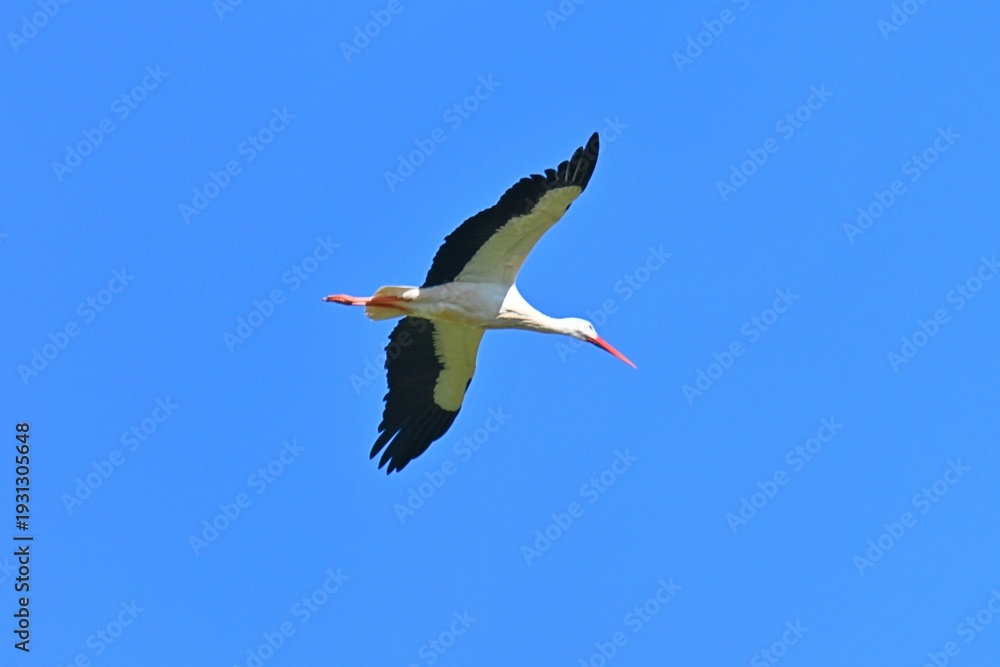 Fototapeta premium Flight to spring: a stork over the winter horizon