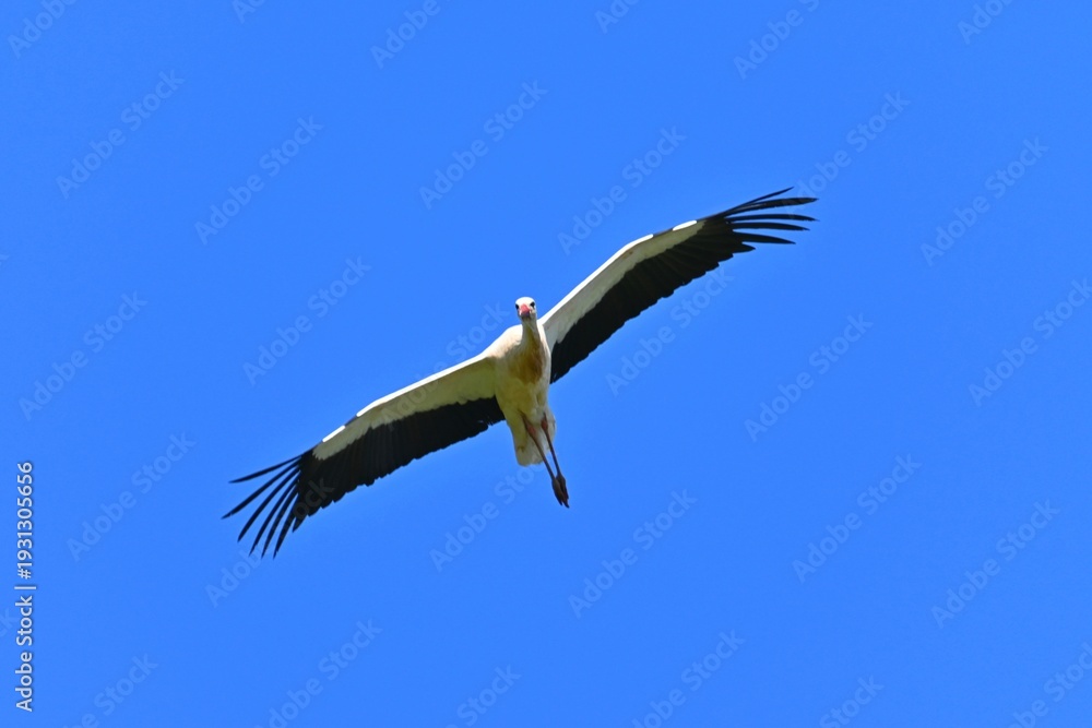 Obraz premium Flight to spring: a stork over the winter horizon