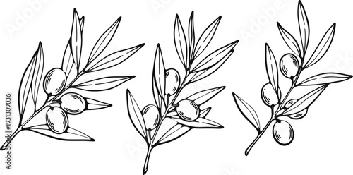 An illustration of olive branches with leaves and olives on a white background