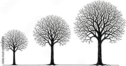 Black tree silhouettes set, vector leafless oak and maple trees collection for winter nature design, dead branches isolated on white background, symbol