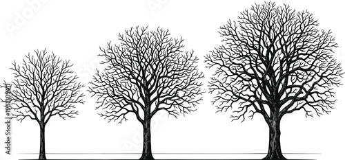 Black tree silhouettes set, vector leafless oak and maple trees collection for winter nature design, dead branches isolated on white background, symbol