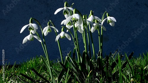 Snowdrop, early flower of the German spring flora, low angle in a closeup