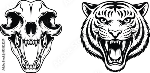 Tiger head and saber tooth skull illustration, roaring wild predator face design, black and white vector artwork