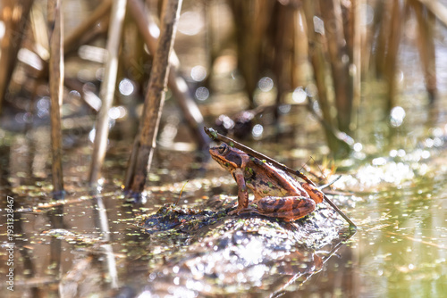 Grasfrosch (Rana temporaria) im Röhricht auf einem Schlammhaufen, Schilfhalm auf dem Rücken
