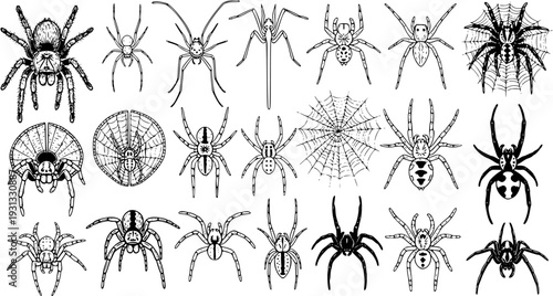Spider Collection: Diverse Hand-Drawn Line Art for Halloween  Design