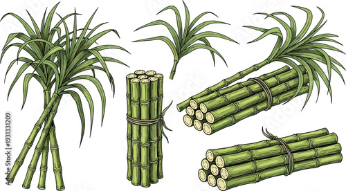 Vintage Sugarcane Vector Set Featuring Green Stalks, Bundled Canes, and Fresh Leaves for Organic Juice Labels, Sugar Industry Branding, and Agricultural Designs