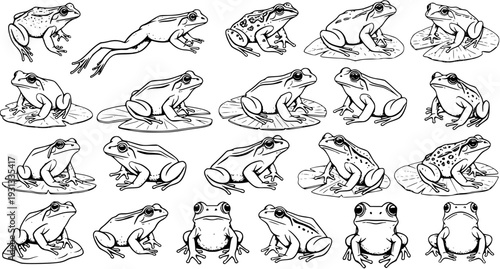 Diverse Frog Line Art: A Collection of Aquatic Amphibians
