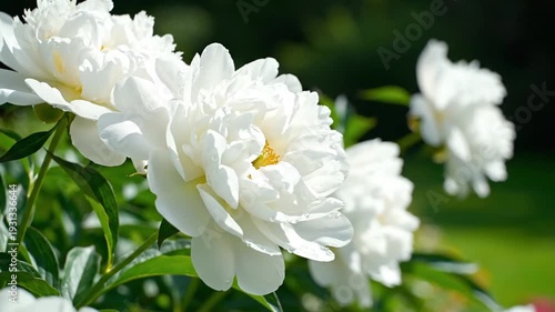 Beautiful white peony flowers blooming in a lush green garden