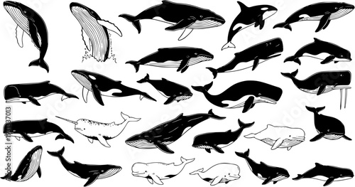 Hand-Drawn Black and White Whale and Cetacean Collection. Diverse Marine Life Set with Orcas, Narwhals, and Various Species. Ocean Animal Sketch Art Illustration.