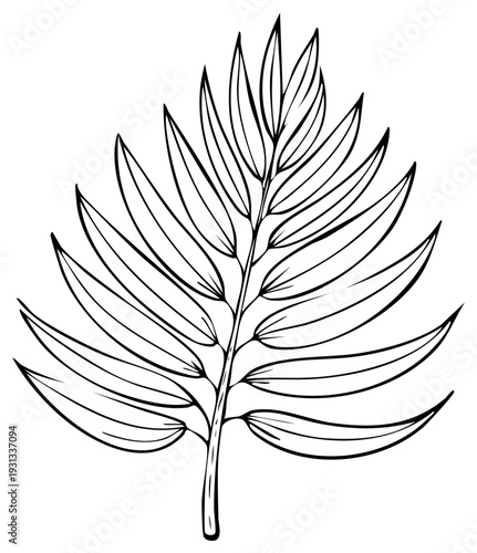 Elegant Palm Leaf Outline Design Isolated Illustration Tropical Frond Black White