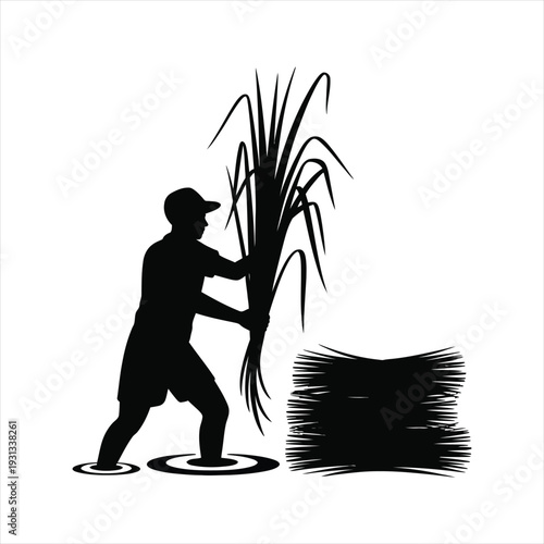 Farmer carrying bundle of harvested rice stalks in water