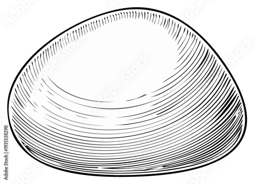 Vintage Seashell Line Art Illustration