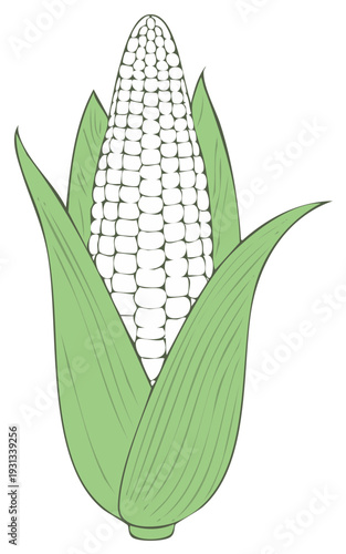 Illustration of corn on the cob with green leaves,  isolated