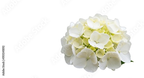 Delicate white hydrangea mophead composed of numerous tiny florets in a soft and airy floral composition