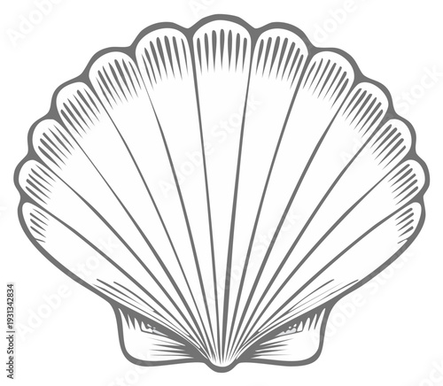 Elegant scallop shell illustration in greyscale with detailed fan ridges and smooth lines marine life design element