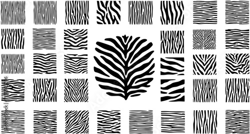 Collection of Zebra Stripe Patterns, Various Black and White Textures for Backgrounds and Designs