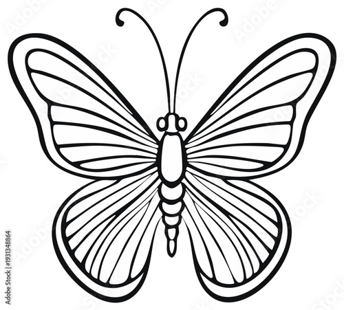 Line Art Butterfly Illustration Elegant Insect Winged Creature Isolated