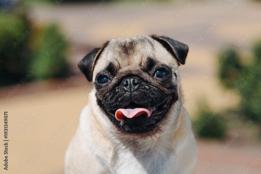 Fototapeta premium cute small cream pug walks on green grass in summer park in summer day, face closeup view, tongue out, dogwalking concept