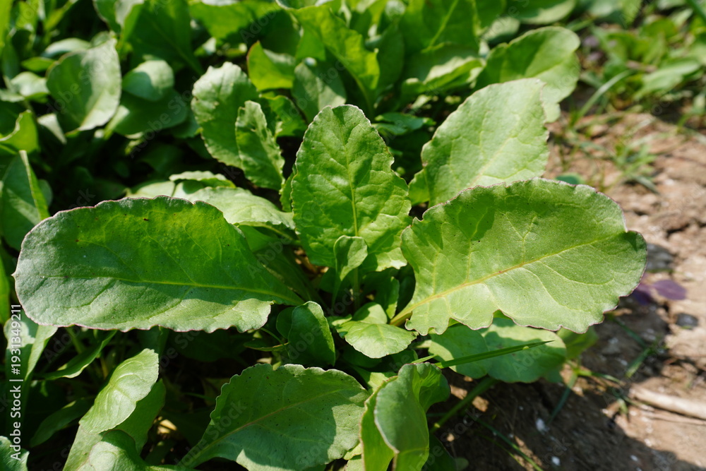 Fototapeta premium Close Up of Young Green Spinach Plant in Soil