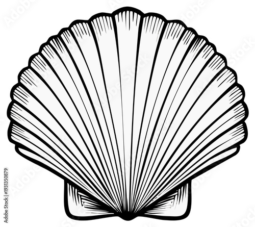 Line Art Illustration of Seashell with Textured Surface Design for Decor and Crafting Projects