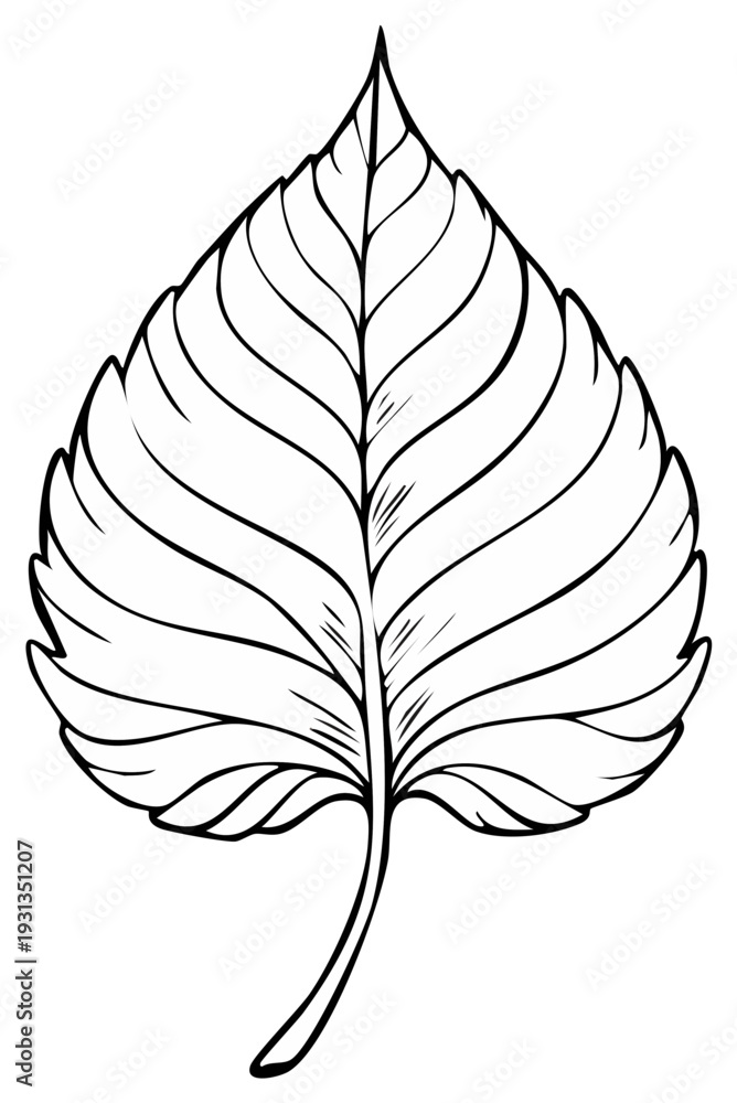Fototapeta premium Detailed Hand-Drawn Line Art of a Leaf with Prominent Veins for Botanical Illustration and Design Projects