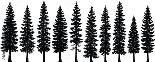Conifer tree silhouette vector illustration, pine and fir forest graphics, nature foliage drawing collection, black and white botanical art - flat vector illustration
