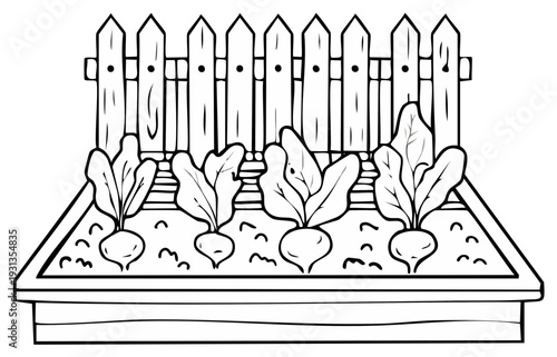 Raised garden bed with beetroot plants in line art drawing against a fence background