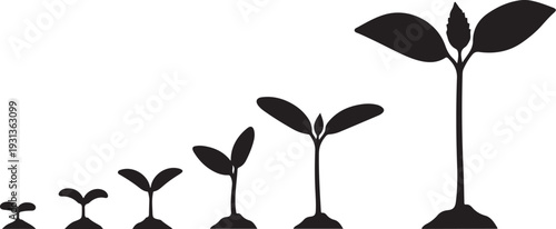 Sprouting seedlings growing in a row on white background