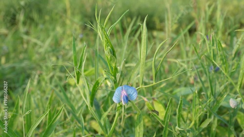 Blue Grass Pea Flower in Grassy Field